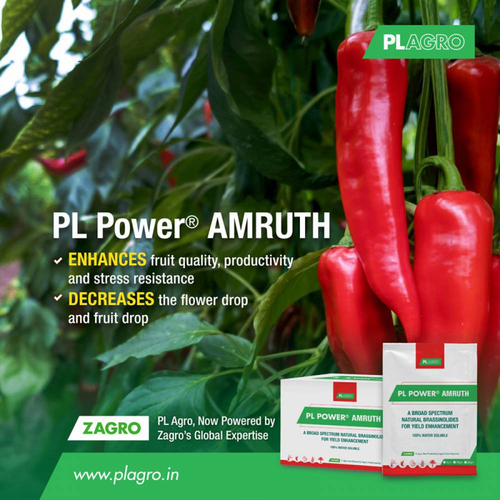 Want to Boost Your Chilli Yields? Here's How!